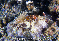 a strange type of nudi,nikon d2x 60mm macro by Puddu Massimo 